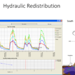 Hydraulic Redistribution HFD