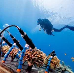 In-situ measurement on corals using MONITORING-PAM Aquatic Version