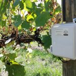 AD-NODE with leaf wetness sensor for disease monitoring in viticulture
