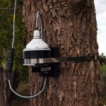 DEN1 Dendrometer Installed on Tree
