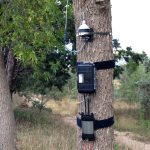 DEN1 Installed on Tree