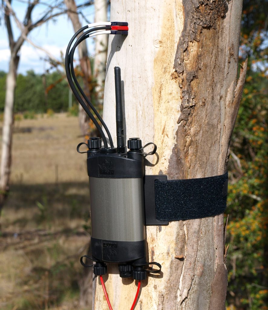 SFM1 Sap Flow Meter Installed on a eucalyptus