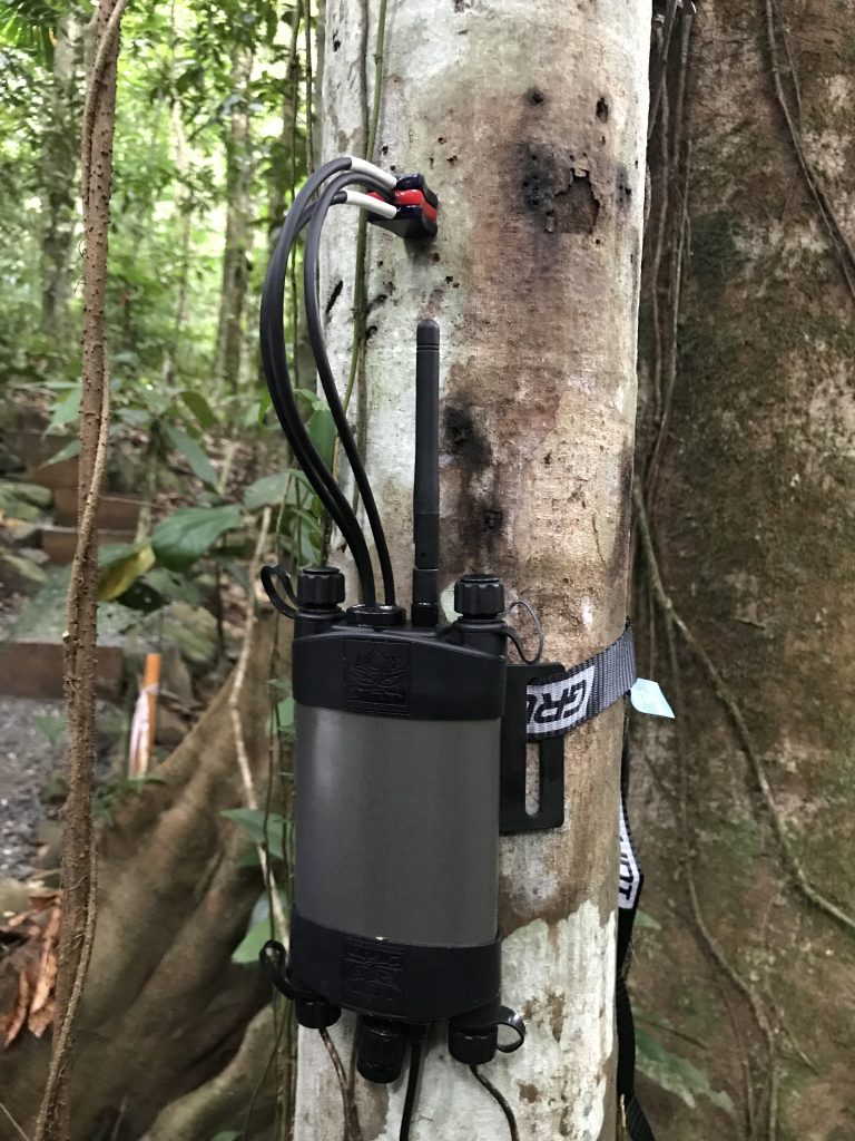SFM1 installed on Rainforest Species