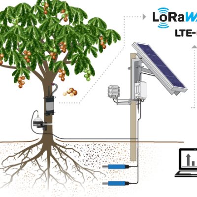 IoT Solutions for Plant Measurements