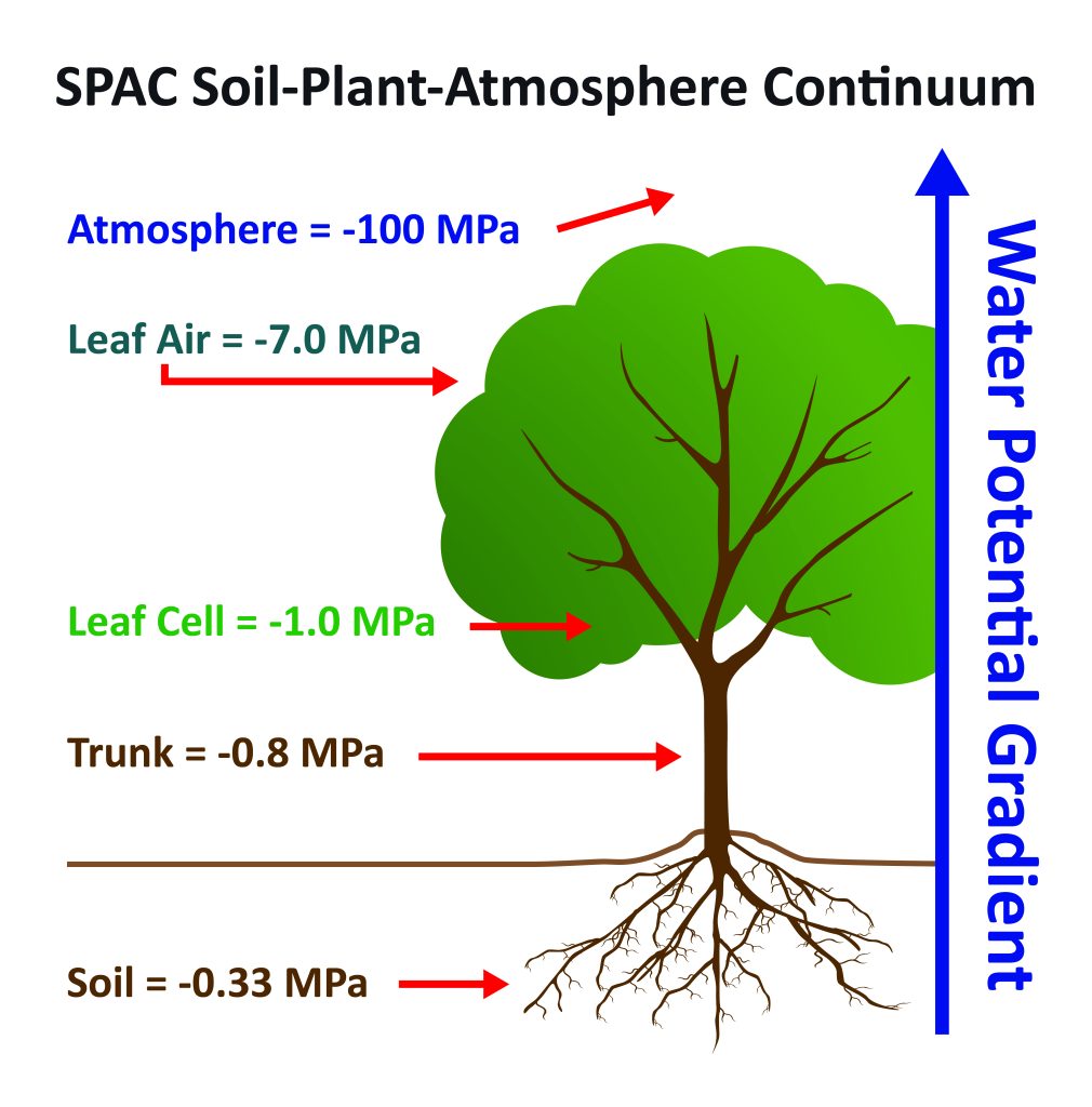 SPAC Soil-Plant-Atmosphere-Continuum