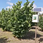 FINAPP CRNS Probe in hazelnut