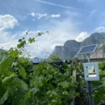 FINAPP CRNS Probe in vineyard