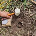 Soil Sampling with Bulk Density Rings - inserted into soil